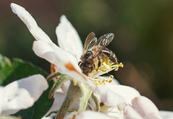 Bee on a flower of the white cherry blossoms in spring