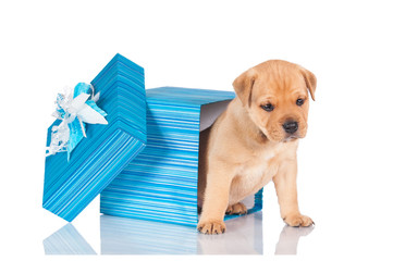 Birthday puppy sitting in a gift box  © Rita Kochmarjova