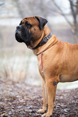 English Mastiff dog