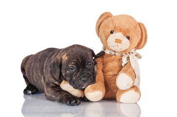American staffordsire terrier puppy with its favorite toy isolated on white