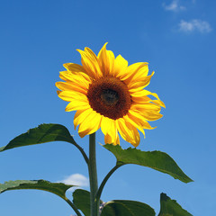 sunflowers on natural sky beackground