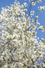 white flowers blooming on branch