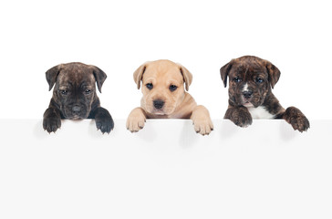 Row of three puppies hanging their paws over a white banner