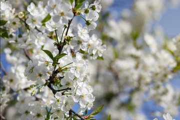 white flowers blooming on branch