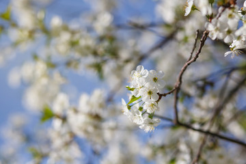 white flowers blooming on branch