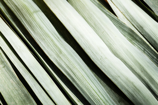 Fond composé de grandes feuilles d'agave vertes pales alignées en diagonale