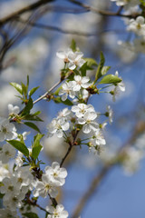 white flowers blooming on branch