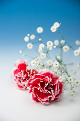 カーネーション