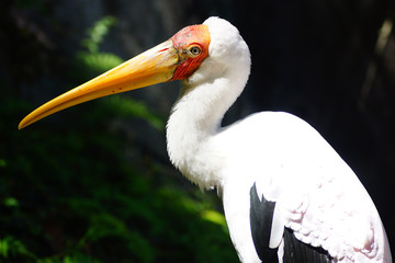  American White Pelican at Bird Park.
