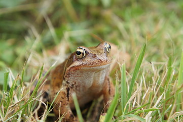 frog hiding in the grass