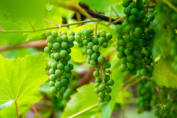 bunches of unripe grapes on the plantation closeup