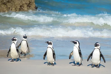 Foto op Plexiglas Flock of small African penguins at Boulder Bay just outside Cape Town © Allen.G