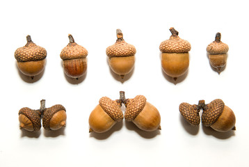 Many  brown acorns  with hats on over white