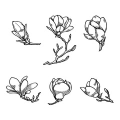 Naklejka premium Spring magnolia flower black and white hand drawn vector sketch. Spring flowers collection.