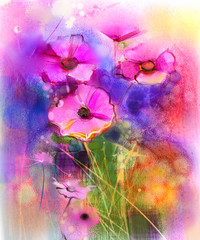 Fototapeta premium Watercolor painting nature grass flowers. Hand paint close up pink cosmos flower, pastel floral and shallow depth of field. Spring flowers in soft color on yellow, red, blue color background