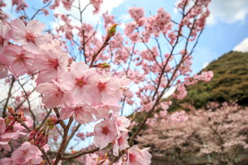 桜の花