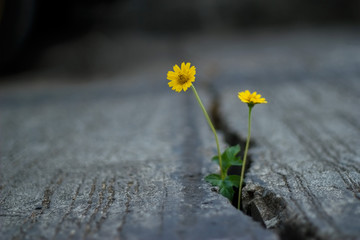 Yellow flowers growing in crack cement street