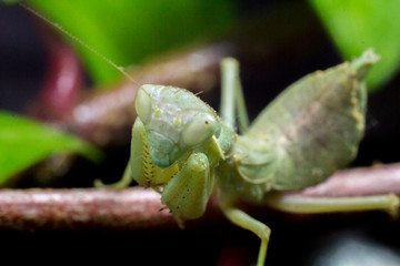 Macro image of an insect Praying mantis