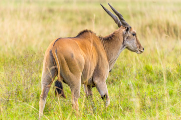 Elenantilope im Gras