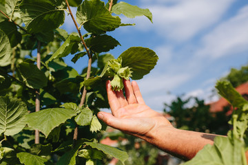 Hazelnut tree