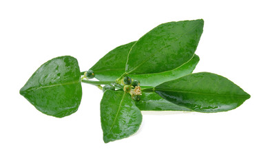 Citrus leaves with wet isolated on white background