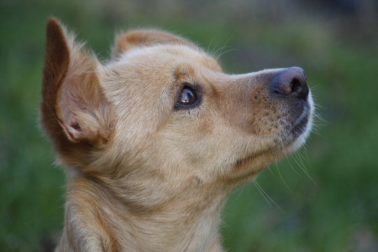 Maneto-Mix