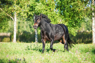 Fototapeta na wymiar Bay medium size pony running on the field in summer