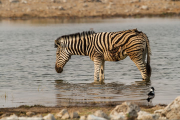 Fototapeta na wymiar Dying zebra with a wound in his left side