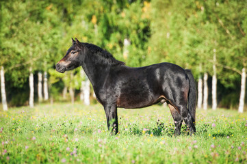 Beautiful bay medium size pony standing on the  field in summer