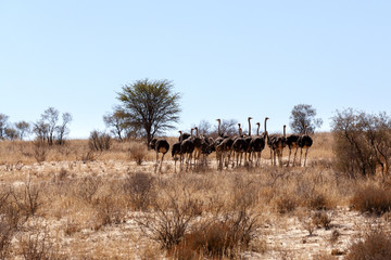 Ostrich Struthio camelus, in Kgalagadi, South Africa