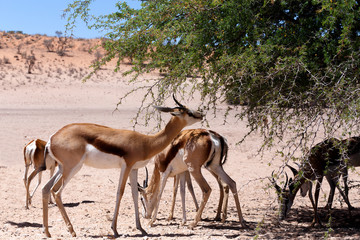 Springbok Antidorcas marsupialis in Kgalagadi
