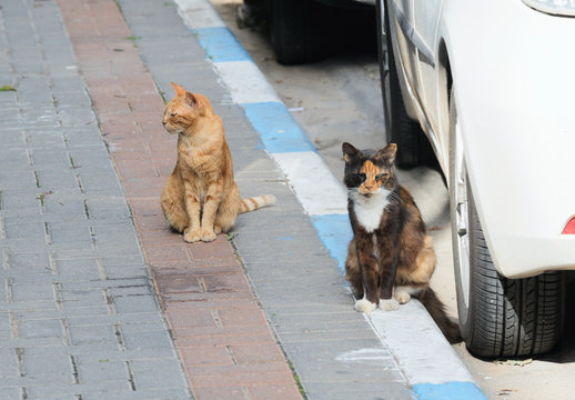 Two homeless cats