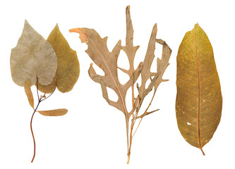 Set of wild dry pressed plants