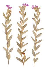 Set of wild dry pressed flowers and leaves