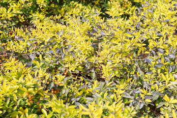 Obraz premium Bright yellow leaves background