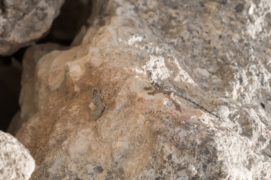 Two lizards Gecko and Stellio lying on a one stone