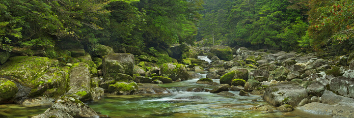Regenwoudrivier in Yakusugi-Land op het Eiland Yakushima, Japan