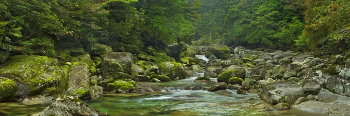 Printed kitchen splashbacks River Rainforest river in Yakusugi Land on Yakushima Island, Japan