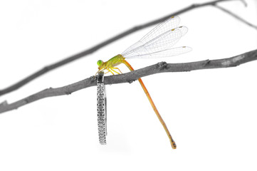 Diamond isolated on white