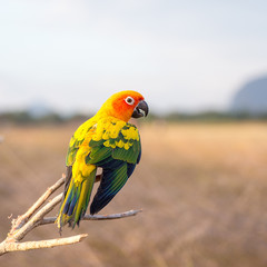 Sun Conure Parrots With One Looking at Camera