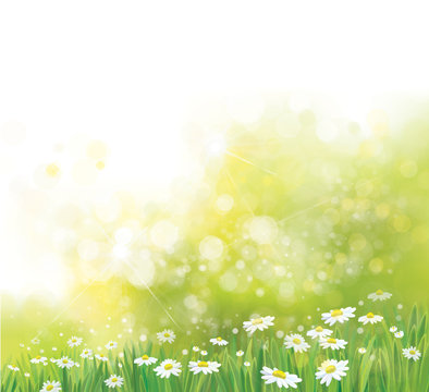 Vector nature, bokeh  background,  grass and chamomiles flowers.