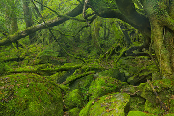 Lush rainforest along Shiratani Unsuikyo on Yakushima, Japan
