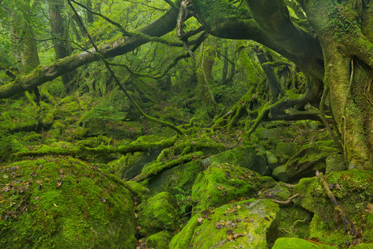 Fototapeta Lush rainforest along Shiratani Unsuikyo on Yakushima, Japan