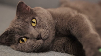 British  shorthair gray cat lying on the sofa