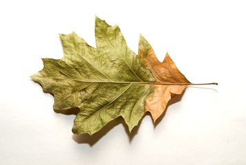 Dry autumn oak leaf on  over white