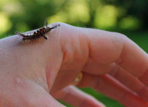 fj&auml;rilslarv p&aring; hand