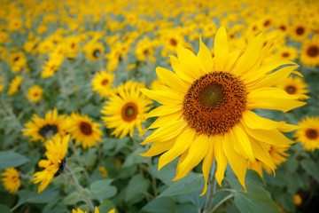 Fototapeta premium ヒマワリの花