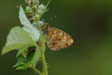 Böğürtlen Brentisi