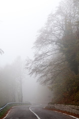 Tree in the fog