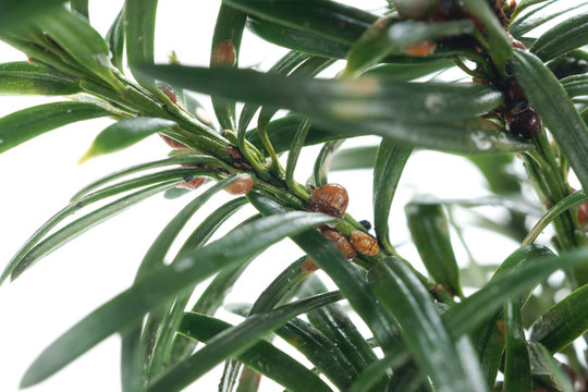 Parthenolecanium pomeranicum - Coccidae on yew